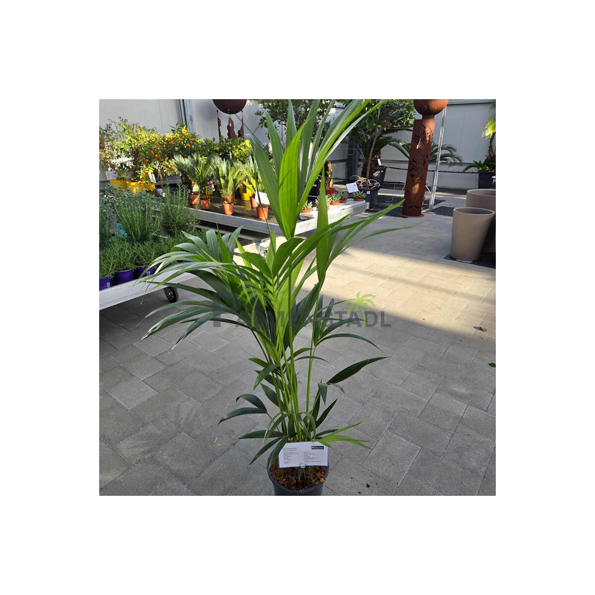 Kentiapalme 120-140 cm