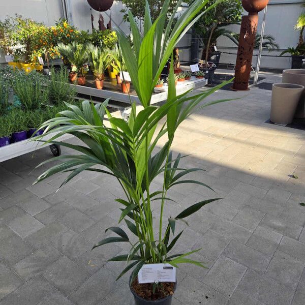 Kentiapalme 120-140 cm