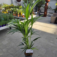 Kentiapalme 120-140 cm