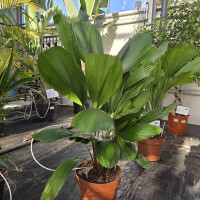 Strahlenpalme 80-100 cm