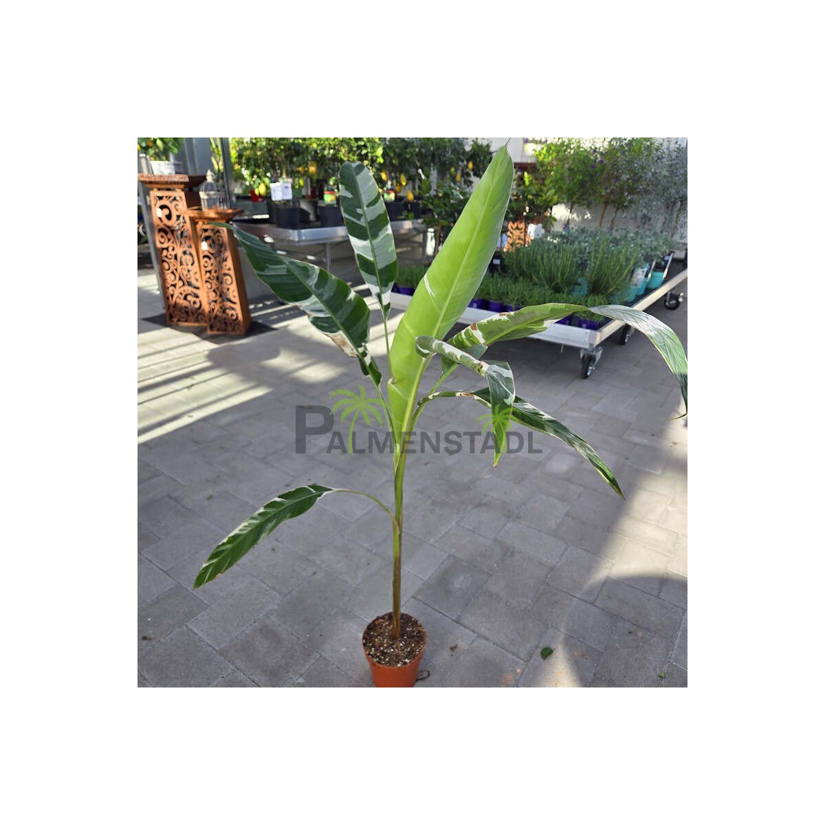 Musa Florida Variegata 120-140 cm