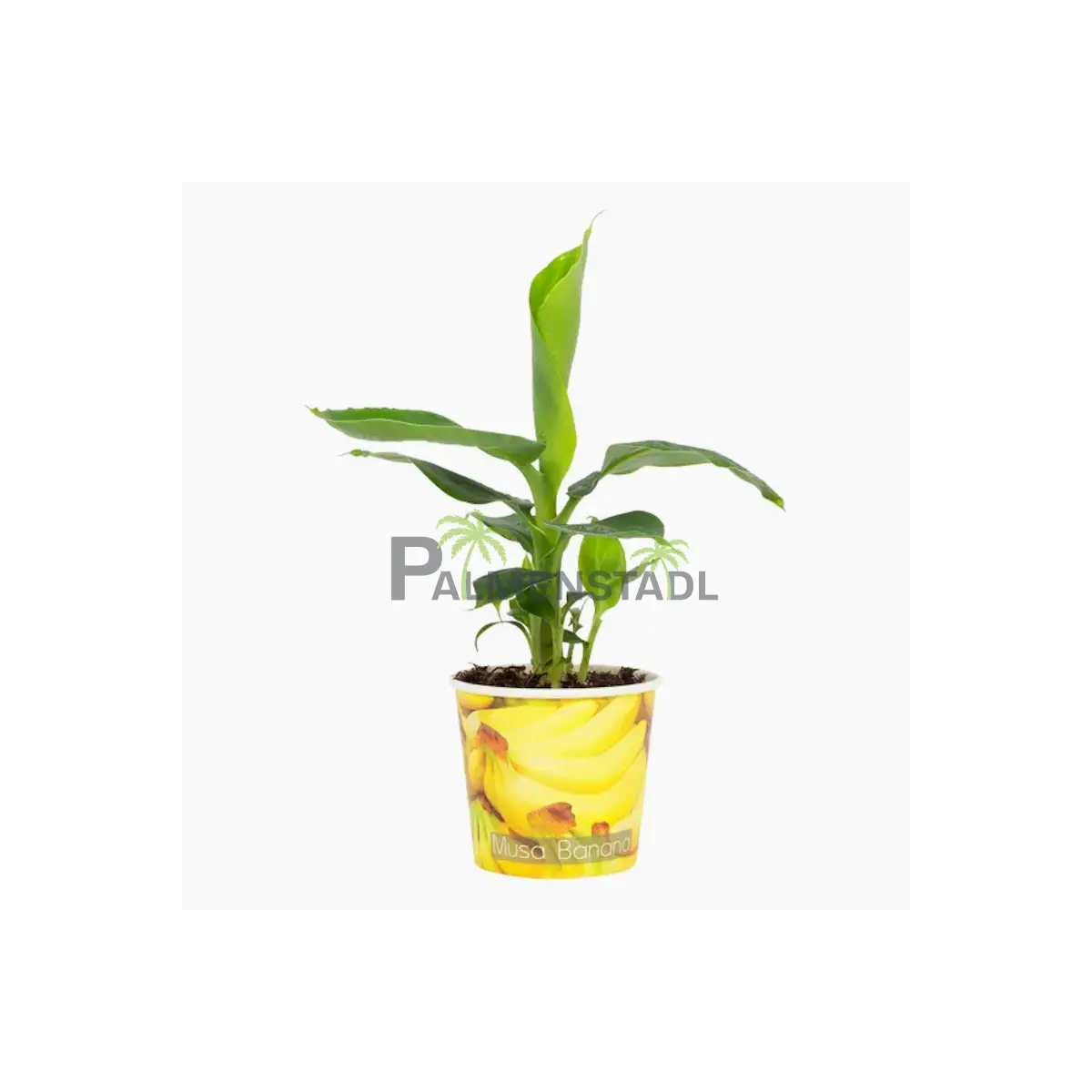 Musa Florida Variegata 20-40 cm