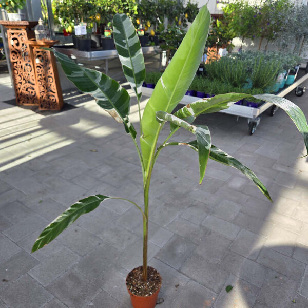 Musa Florida Variegata 120-140 cm