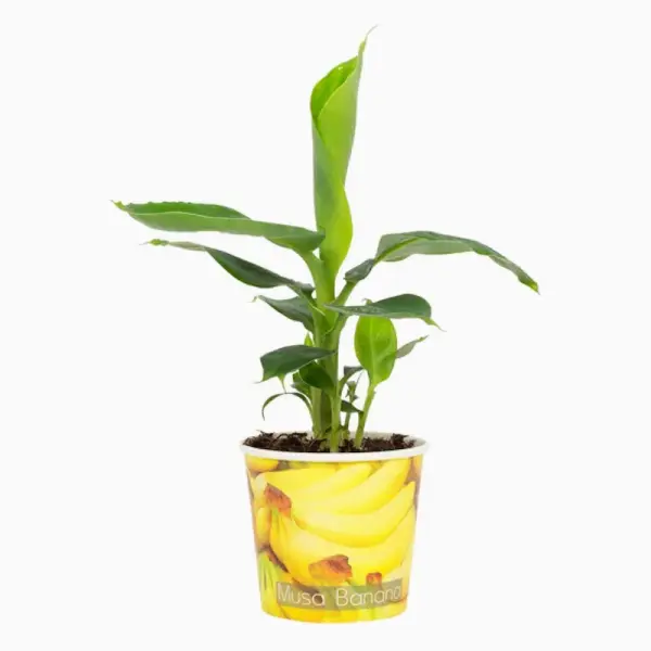 Musa Florida Variegata 20-40 cm