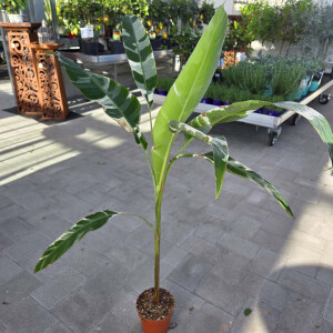 Musa Florida Variegata 120-140 cm