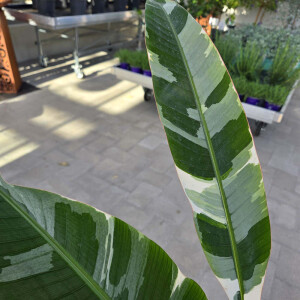 Musa Florida Variegata 120-140 cm