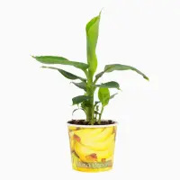 Musa Florida Variegata 20-40 cm