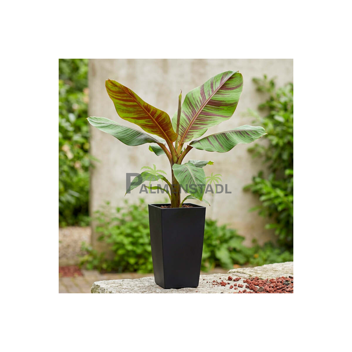 Darjeeling-Banane Ever Red 40-60 cm