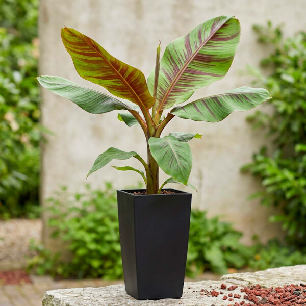 Darjeeling-Banane Ever Red 40-60 cm