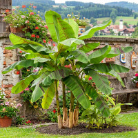 Darjeeling-Banane Ever Red 40-60 cm