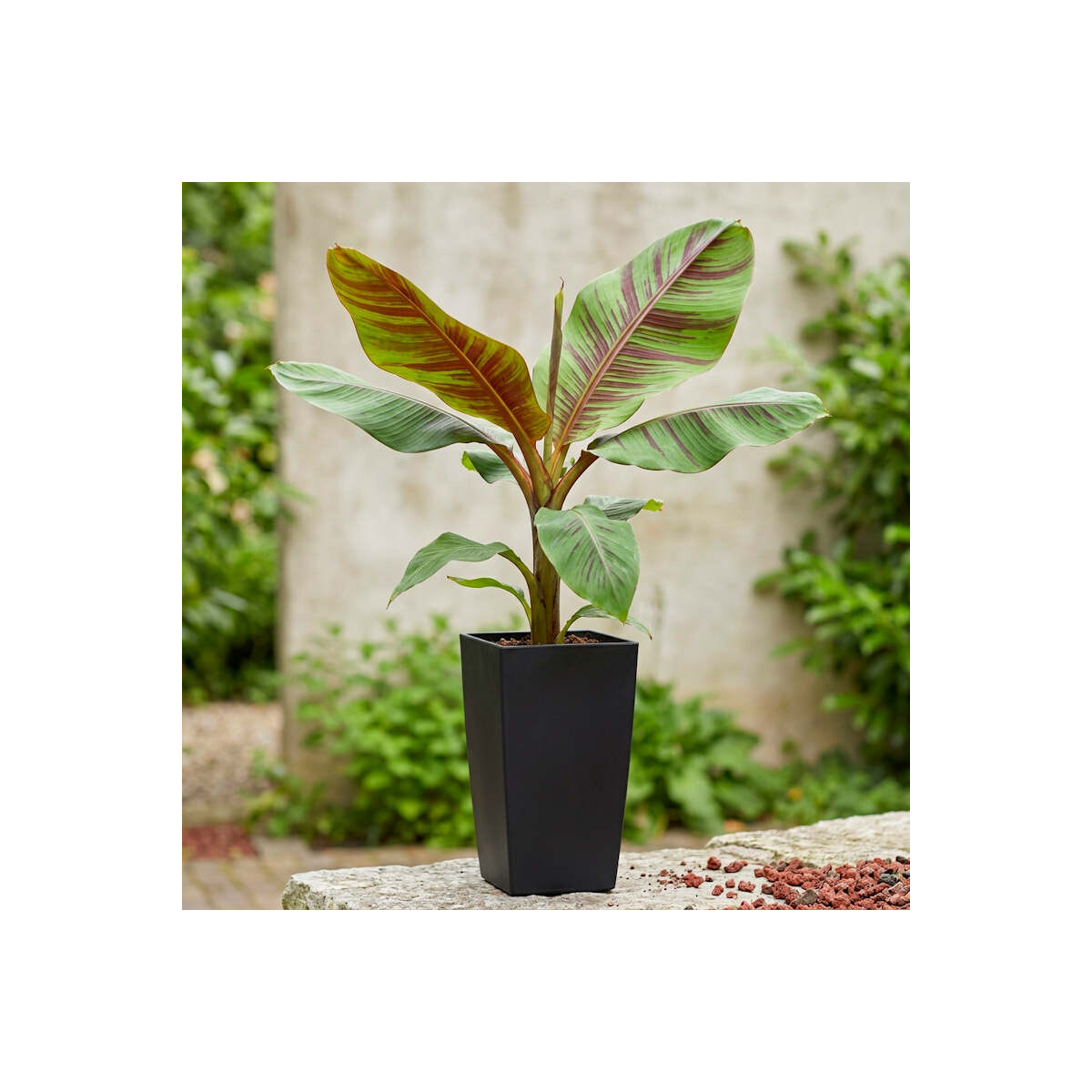 Darjeeling-Banane Ever Red 100-120 cm