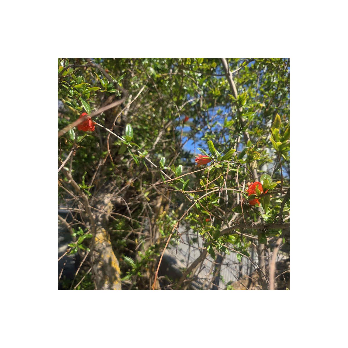 Punica granatum - Granatapfelbaum SU60