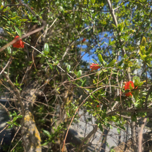 Punica granatum - Granatapfelbaum SU60