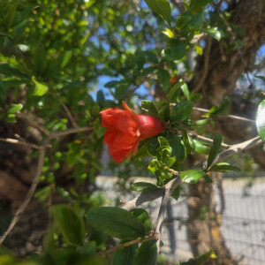 Punica granatum - Granatapfelbaum SU60