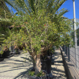 Punica granatum - Granatapfelbaum SU60