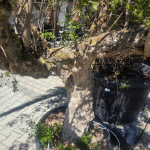 Punica granatum - Granatapfelbaum SU60