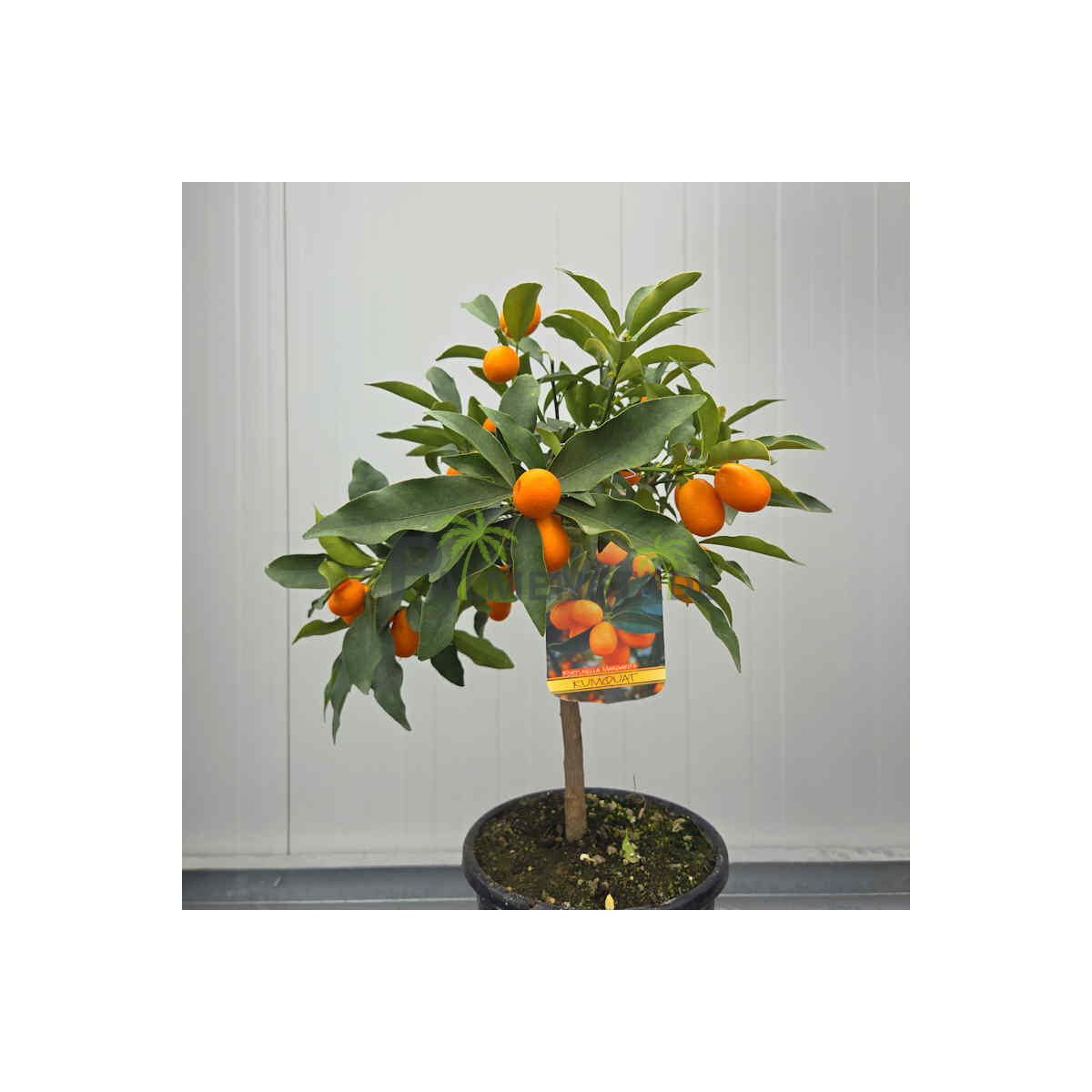 Kumquat 40-60 cm