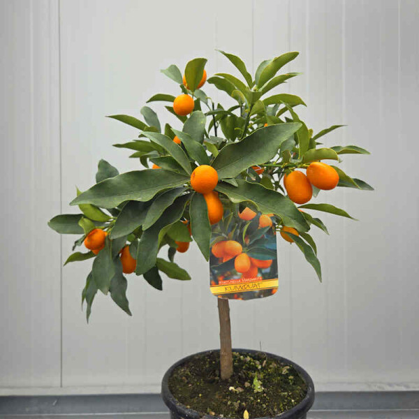 Citrus Kumquat
