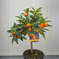 Kumquat 40-60 cm