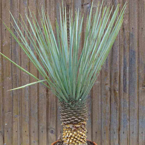 Yucca Rigida - Fädige Palmlilie
