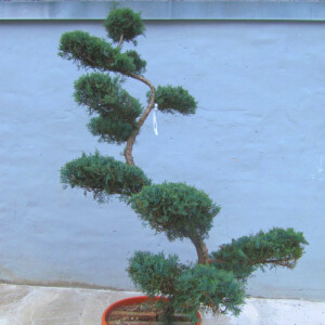 Juniperus Virginiana Grey Owl - Wacholder Bonsai