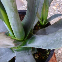 Agave Americana - Amerikanische Agave
