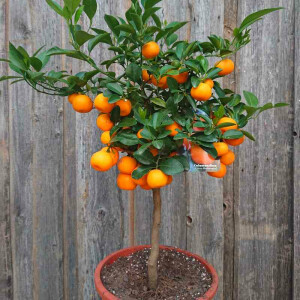 Citrus Mitis - Calamondin Orange