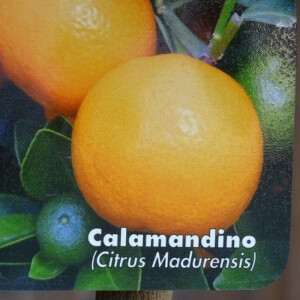 Citrus Mitis - Calamondin Orange