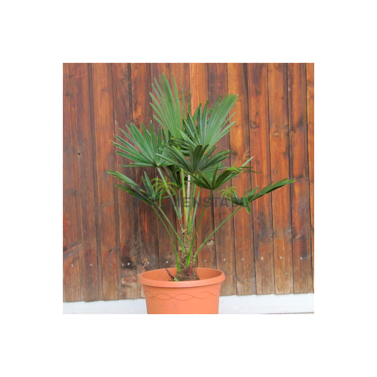 Wagners Hanfpalme 0-10 cm Stamm box