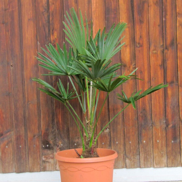 Wagners Hanfpalme 0-10 cm Stamm