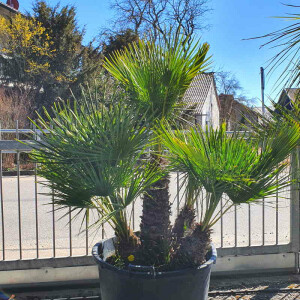 Chamaerops humilis - Zwergpalme 110 - 130 cm