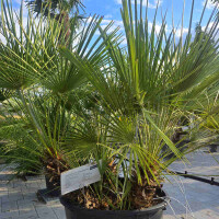 Chamaerops humilis - Zwergpalme 110 - 130 cm