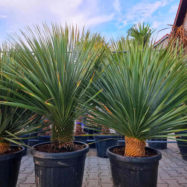 Yucca Rostrata Stammhhe 3040 cm  Palmenstadl