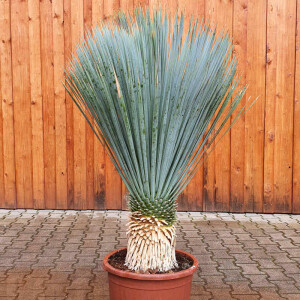 Yucca Rostrata - Blaubl&auml;ttrige Palmlilie 30 - 40 cm