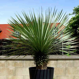 Yucca Rostrata - Blaublättrige Palmlilie 30 - 40 cm