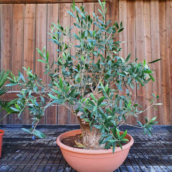 Olivenbaum - Olea Europaea in der Schale-D50