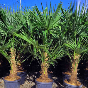 Chinesische Hanfpalme 40-50 cm Stamm