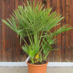 Chamaerops humilis - Zwergpalme 60 -80 cm