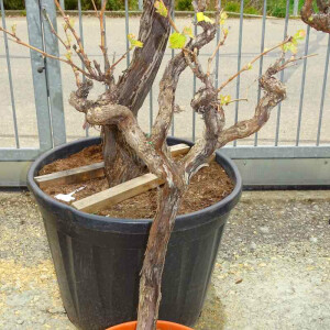 Vitis vinifera - Weinrebe solitär 80 - 100 cm