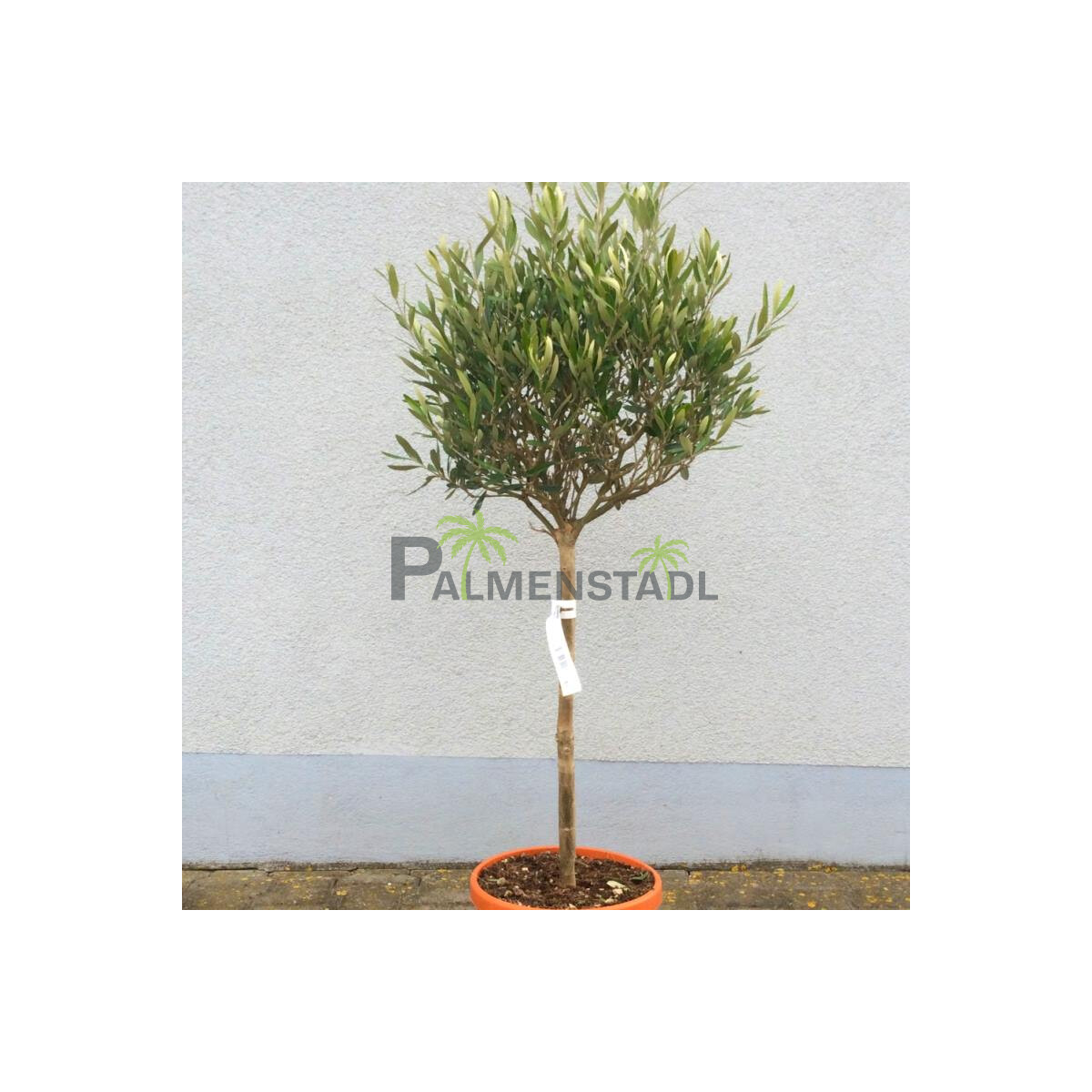 Olivenbaum 60-80 cm, Stammumfang 5-6 cm