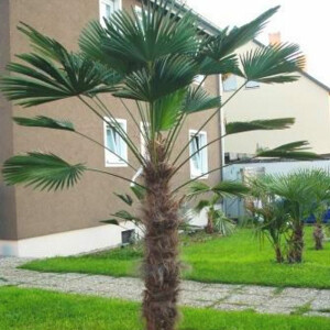 Trachycarpus wagnerianus - Wagner´s Hanfpalme 70 -80 cm