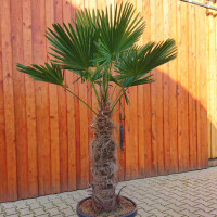 Trachycarpus wagnerianus - Wagner´s Hanfpalme 70 -80 cm