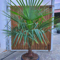 Trachycarpus fortunei - Chinesische Hanfpalme 20 - 30 cm