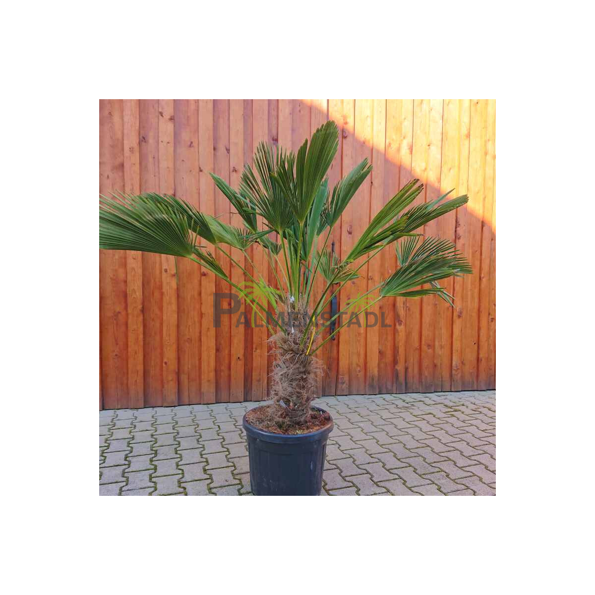 Trachycarpus wagnerianus - Wagner´s Hanfpalme 50 -...