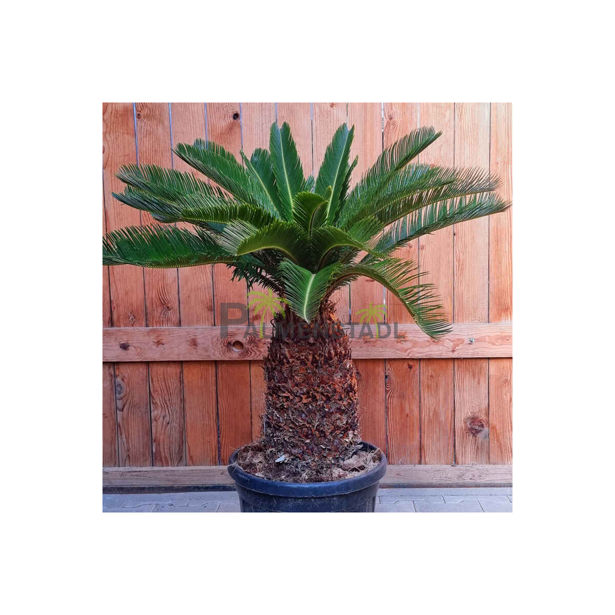 Cycas Revoluta - Japanischer Sagopalmfarn 30 - 40 cm