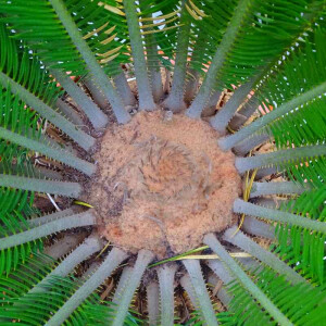 Cycas Revoluta - Japanischer Sagopalmfarn 30 - 40 cm