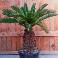 Cycas Revoluta - Japanischer Sagopalmfarn 30 - 40 cm