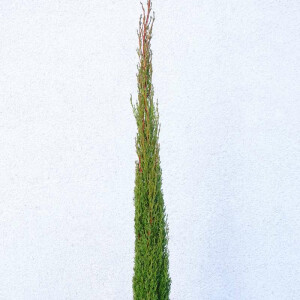 Cypressus sempervirens "Totem" - Toskana...