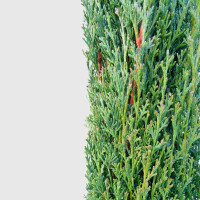 Cypressus sempervirens "Totem" - Toskana Zypresse "Totem" 100 - 125 cm