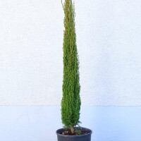 Cypressus sempervirens "Totem" - Toskana Zypresse "Totem" 100 - 125 cm